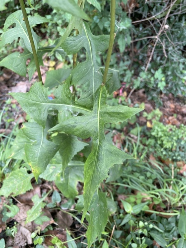 Lactuca floridana, photograph 3