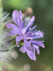 (c) Engers, some rights reserved (CC BY) Lactuca floridana, photograph (c) Engers, some rights reserved (CC BY)