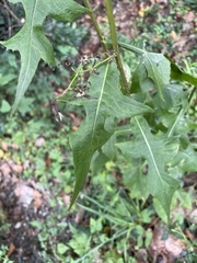 Lactuca floridana, photograph (c) Engers, some rights reserved (CC BY)