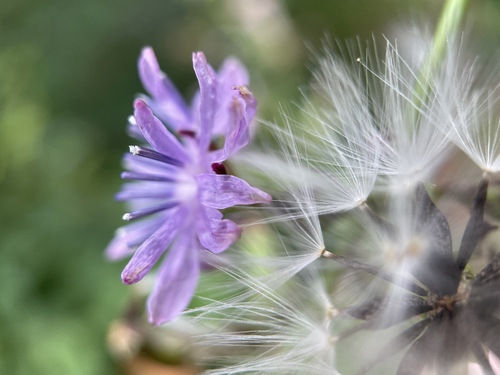 Lactuca floridana, photograph 5