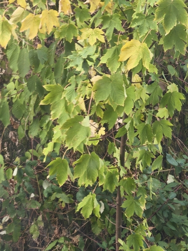 sycamore maple