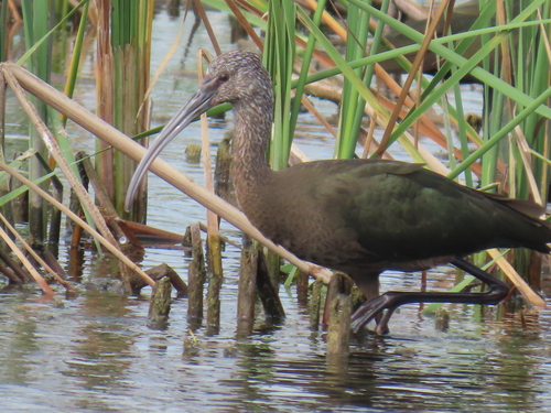 White-faced Ibis