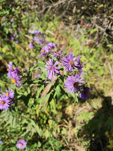 New England aster