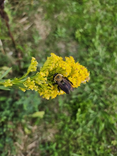 Eastern Carpenter Bee