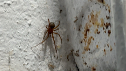 Red House Spider