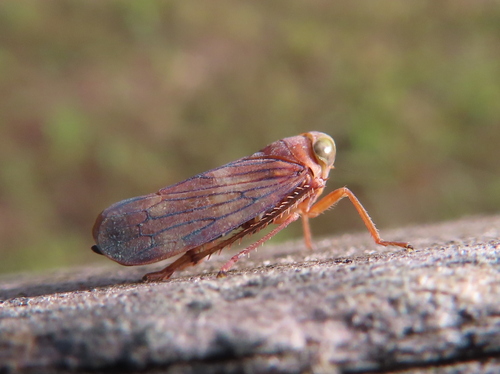 Coppery Leafhopper