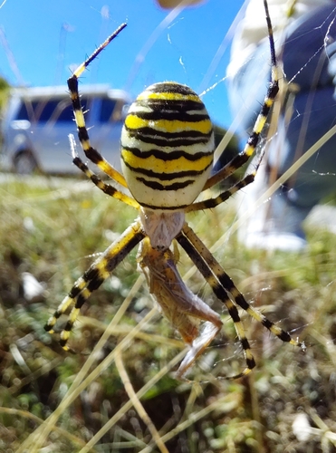 Wasp Spider