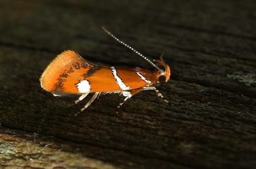 Suzuki's Promalactis Moth photo 4