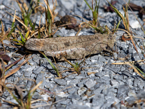 Carolina Grasshopper