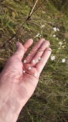 Gypsophila altissima