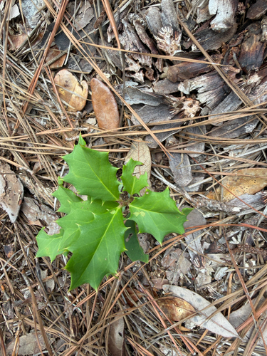 American holly