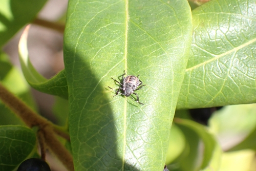 Brown Marmorated Stink Bug