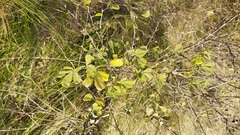 Caragana frutex