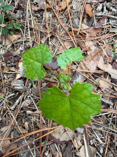 muscadine