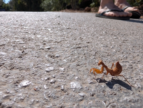European Dwarf Mantis