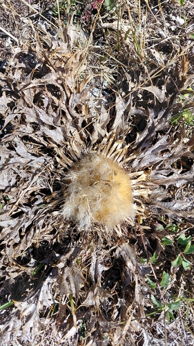 Acanthus-leaved Carline-thistle