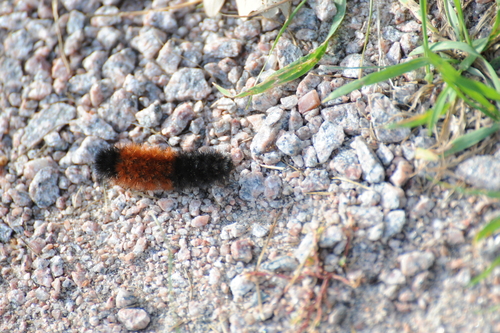 Isabella Tiger Moth