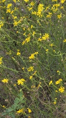 Senecio inaequidens, photograph (c) Ole N., some rights reserved (CC BY)