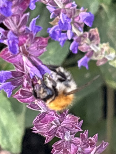 Common Carder Bumble Bee