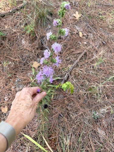 rough blazing star