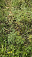 Artemisia gmelinii, photograph (c) Andrew Bazdyrev, some rights reserved (CC BY)