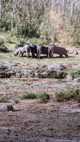 Southern Warthog