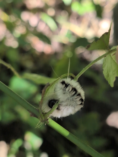 Hickory Tussock Moth