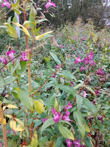 Himalayan balsam