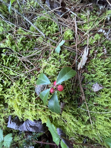 Eastern Teaberry