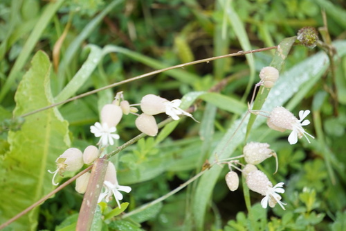 bladder campion
