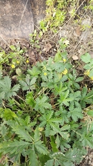 Potentilla × intermedia
