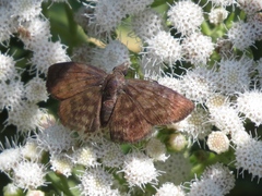 Pellicia arina
