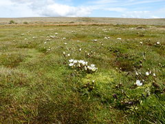 Gentianella amabilis
