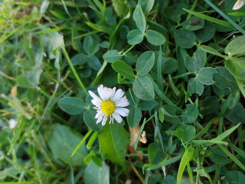 Lawn daisy