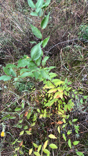 Siberian elm