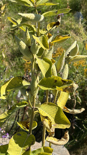 common milkweed