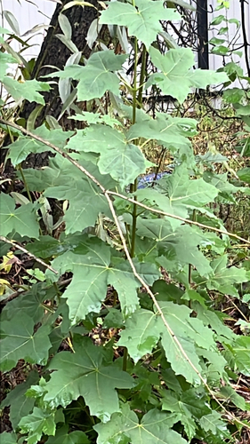 Norway maple