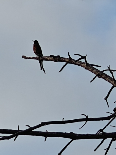 American Robin