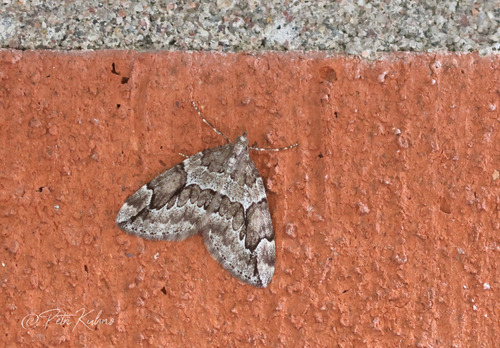 Juniper Carpet