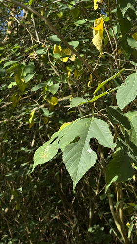 Paper mulberry