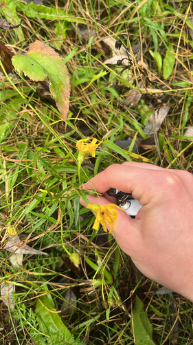 Canada hawkweed