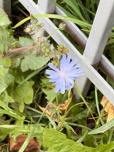 chicory