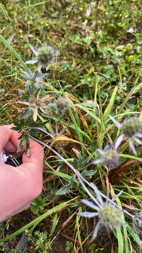 Blue Eryngo