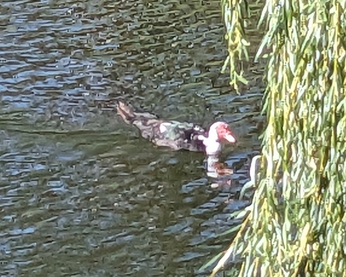 Domestic Muscovy Duck
