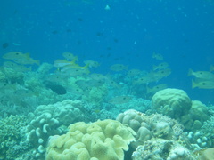 Lutjanus fulviflamma