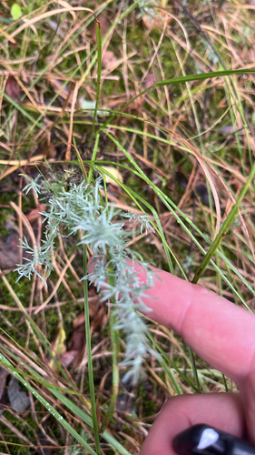 Austrian Mugwort