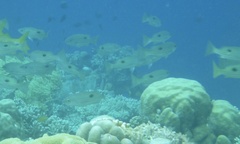 Lutjanus fulviflamma