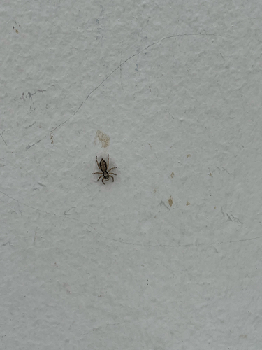 Gray Wall Jumping Spider