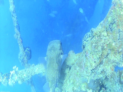 Spotted Porcupinefish