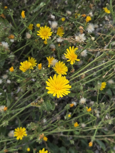 Hawkweed Oxtongue